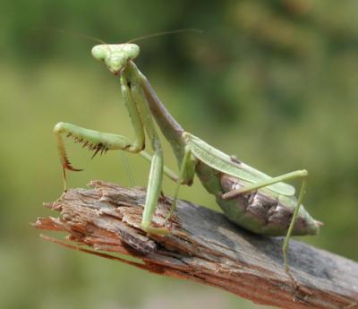 En el mundo habitan 10.000 millones de insectos por cada Km2